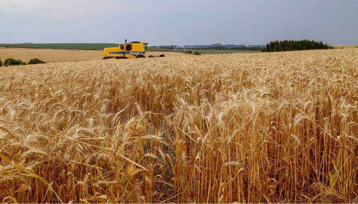  Paraná inicia colheita de 2,6 milhões de toneladas de trigo, principal cultura de inverno